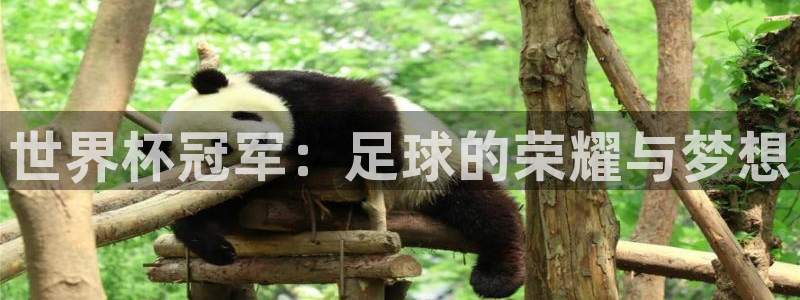 世界杯亚洲区预选赛积分榜：世界杯冠军：足球的荣耀与梦想