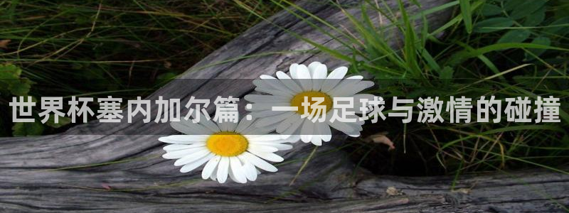 世界杯今日赛程直播：世界杯塞内加尔篇：一场足球与激情的碰撞