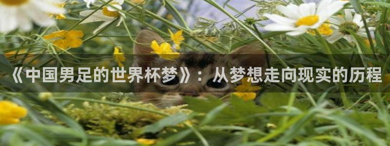 世界杯官网入口：《中国男足的世界杯梦》：从梦想走向现实的历程