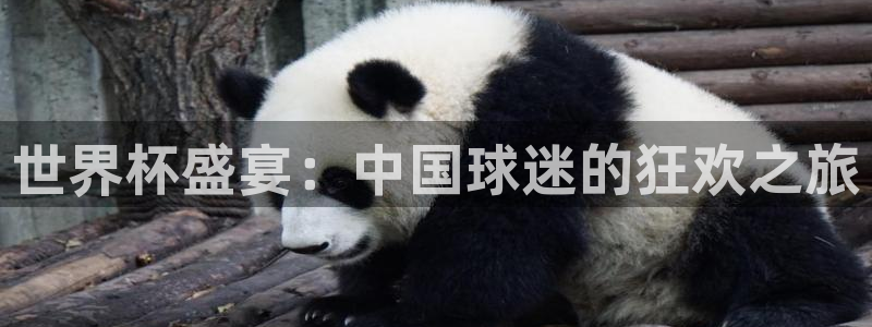 世界杯在线直播：世界杯盛宴：中国球迷的狂欢之旅
